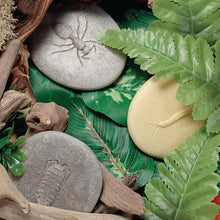 Load image into Gallery viewer, Yellow Door Let's Investigate - Bug