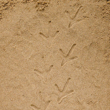 Load image into Gallery viewer, Yellow Door Let's Investigate - Farmyard Footprints