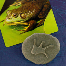 Load image into Gallery viewer, Yellow Door Let's Investigate - Woodland Footprints